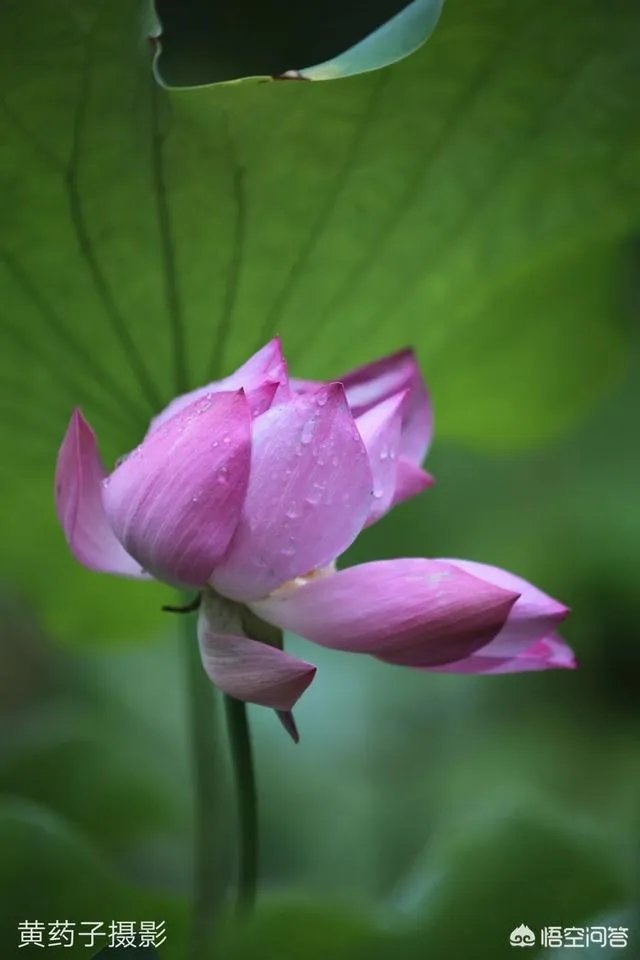 佳能100-400镜头适合拍什么?