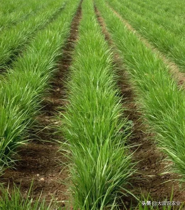 请问油莎豆什么时候收割比较好？