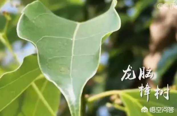 种一亩龙脑樟树三年后有多少利润？