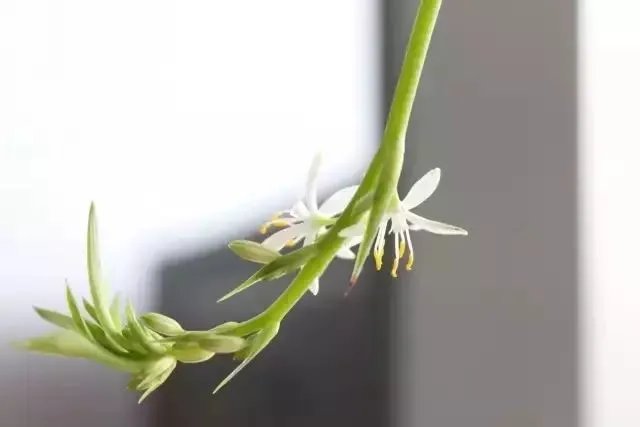 【绿植】开花露峥嵘（上）