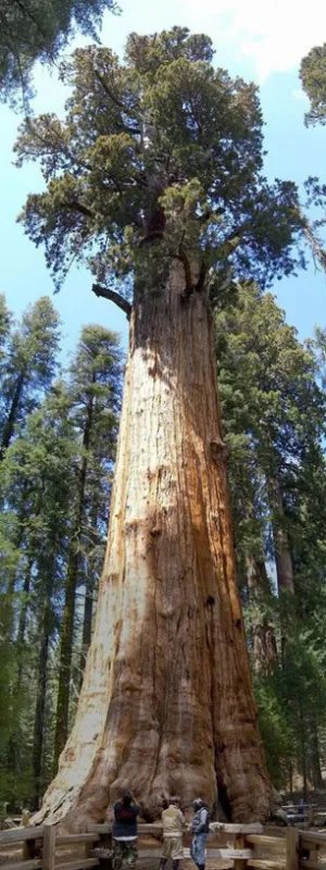 大树的特点是什么？