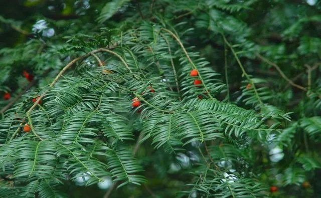 福建7地入选“中国森林氧吧”，分别是哪7个？