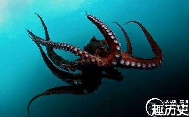 章鱼是一种十分复杂的生物，章鱼的血为什么不是红色是蓝色的？