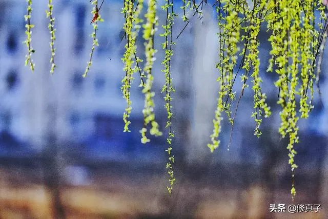 佳能100-400镜头适合拍什么?