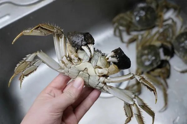 螃蟹开锅蒸多久最佳时间