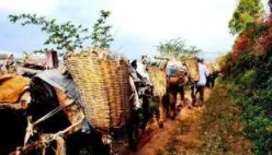 古代“茶马互市”是什么时候兴起的?茶马互换制度是怎么样的?