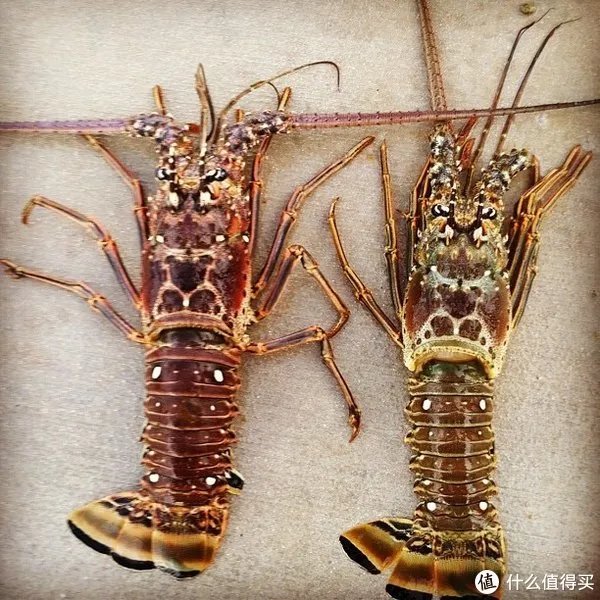 龙虾怎么做好吃