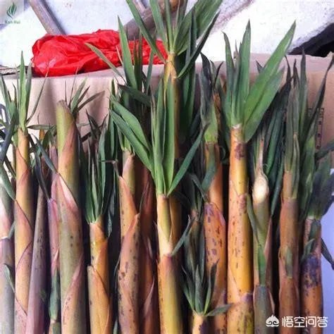 苦竹笋有什么功效?