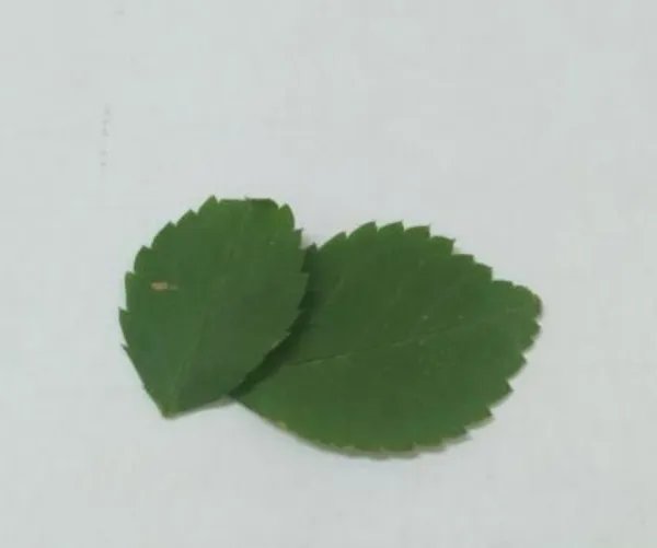 小兔子手工制作方法