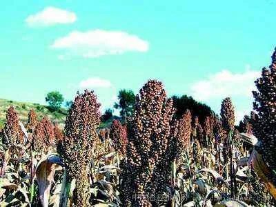 山西特产有哪些?