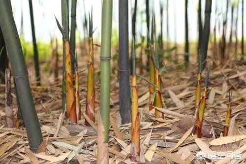 苦竹笋有什么功效?