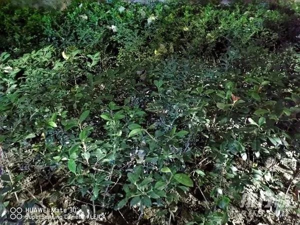 华为mate30和p40哪个拍照效果好_华为mate30和p40对比哪个好