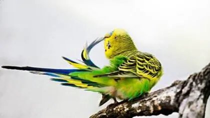 虎皮鹦鹉一般吃什么蔬菜