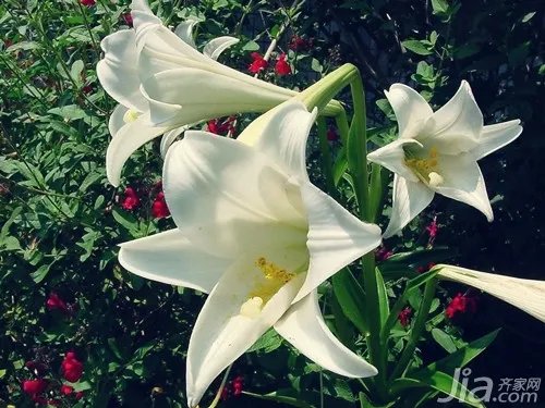 百合花象征什么 百合花的象征意义