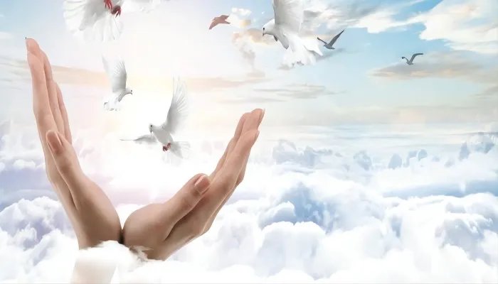 鸽子为什么这么大 鸽子为啥这么大