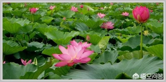 莲叶何田田的意思是什么