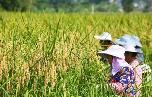 2米高“巨型稻”在重庆拾万镇迎来丰收，“巨型稻”是谁培育的？