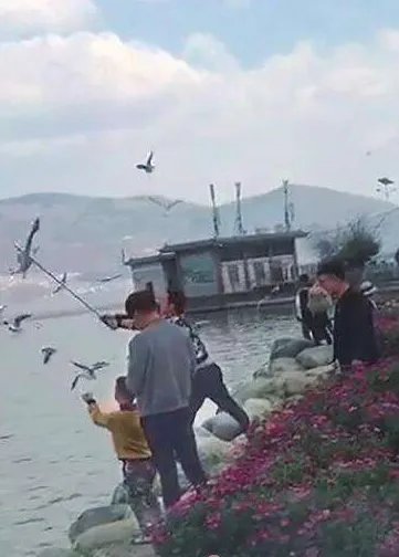 男子棒打海鸥入黑名单是否违法?