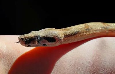 怎样泡蛇酒  泡蛇酒的三个步骤是什么