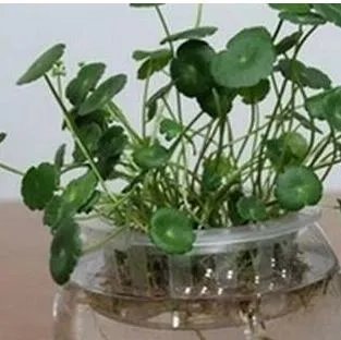 水培金钱草怎么养