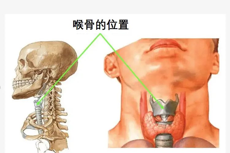 喉骨在哪个部位图片