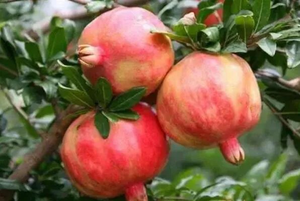 中国三大石榴之乡 云南蒙自上榜,第一唐代就开始种植