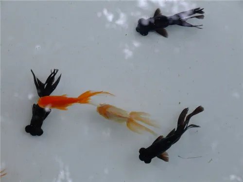 小金鱼怎么养 这三个准则不能忘