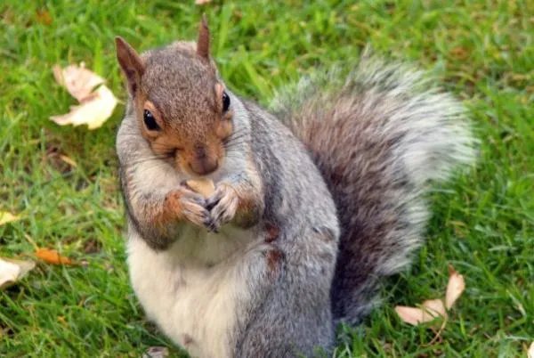 《跑进家来的松鼠》与《松鼠》内容，体裁有什么不一样?