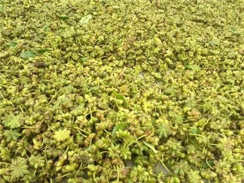 八角树苗批发价格 八角茴香介绍及前景解析