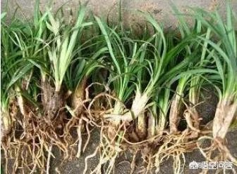 未来种中药材可以赚钱吗？