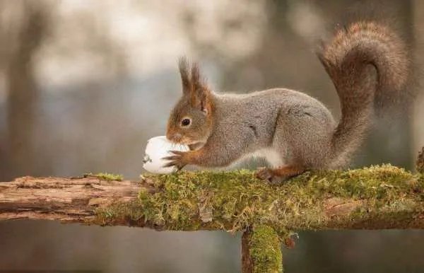 《跑进家来的松鼠》与《松鼠》内容，体裁有什么不一样?