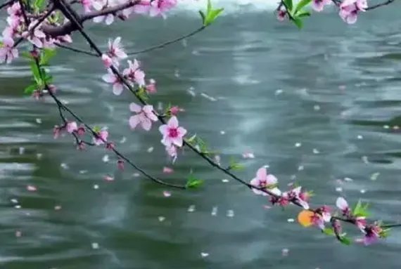 正是河豚欲上时完整古诗是什么？