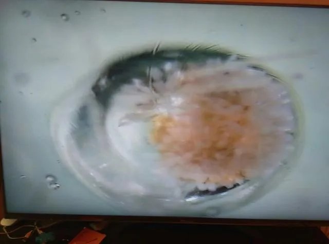 恒星的一生是怎样的?