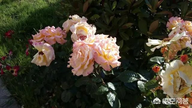 怎么评价老人景区摘杨梅坠亡？