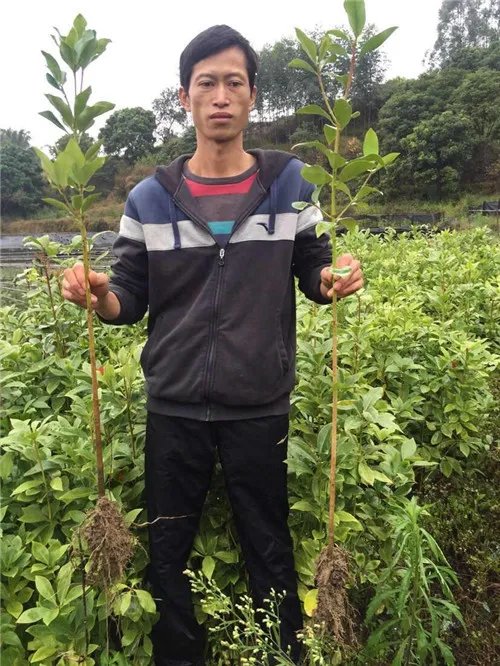 八角树苗批发价格 八角茴香介绍及前景解析