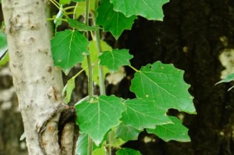 新疆杨属于什么品种？又有哪些生长的习性呢？