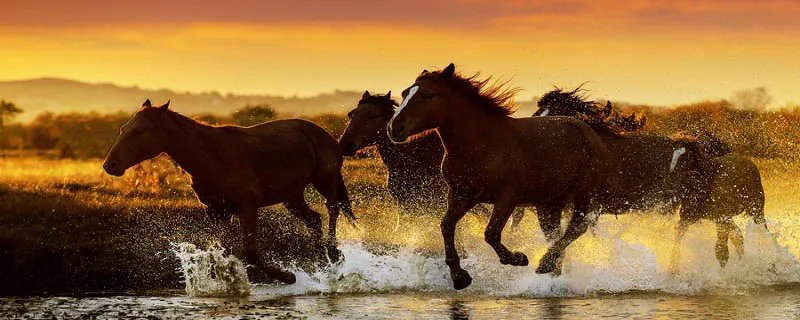 小马过河告诉我们什么道理 小马过河的原文