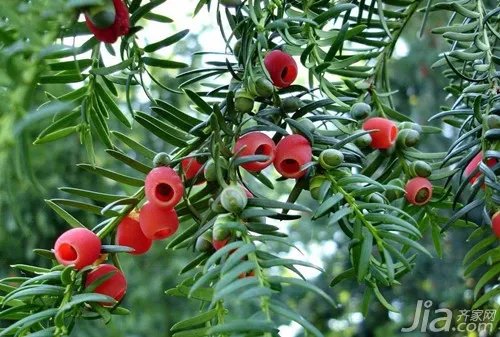 曼地亚红豆杉的作用价值