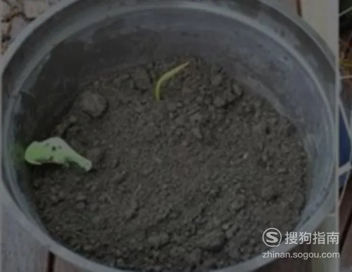 缸里种莲藕的方法图片