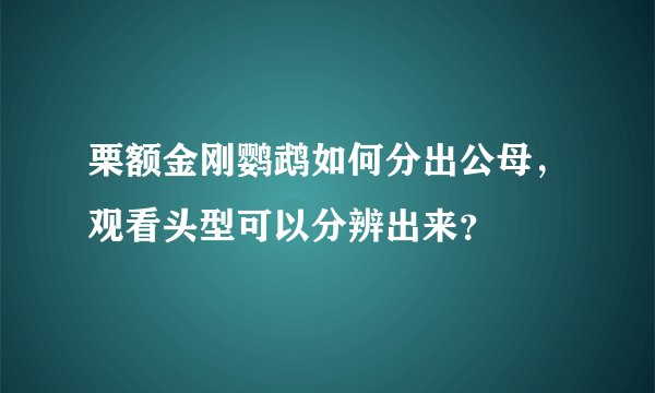 栗额金刚鹦鹉如何分出公母，观看头型可以分辨出来？