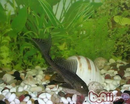 清道夫吃什么的？