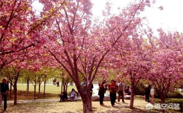 北京玉渊潭的樱花开了吗？