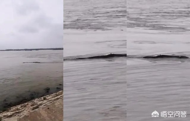 前几天出现的“三峡水怪”是什么,会是未知的生物吗?
