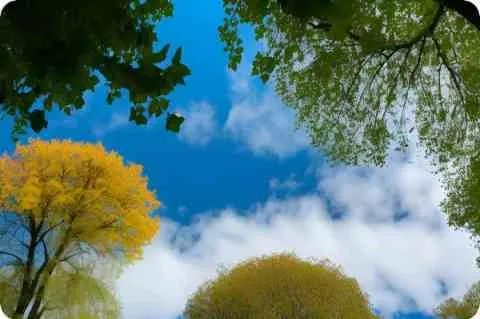 李曼简介及详细资料