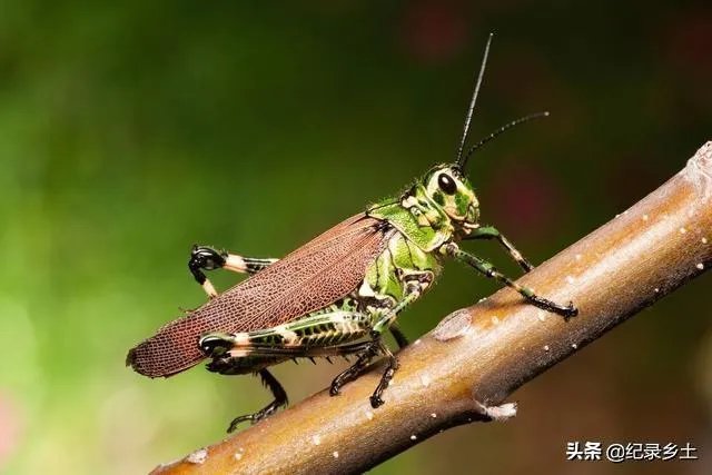 如何看待黄脊竹蝗已经入侵我国云南普洱市累积发生面积近10万亩，将会造成什么样的影响?应该如何应对？