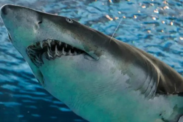 十大最大的海洋生物排名,第一是蓝鲸,虎鲸上榜