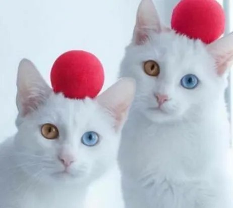 猫会咬死自己的小猫吗