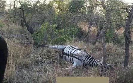 猎豹咬斑马这地方:下幕让人大笑（猎豹吃斑马过程）