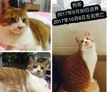收养9猫为何相继摔死?