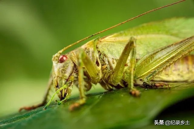 如何看待黄脊竹蝗已经入侵我国云南普洱市累积发生面积近10万亩，将会造成什么样的影响?应该如何应对？